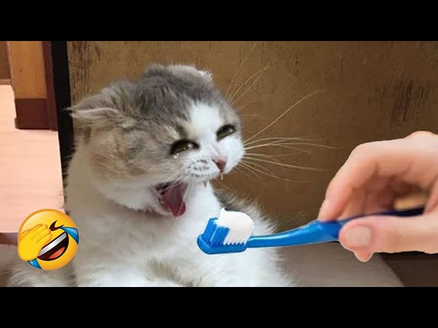 You Laugh You Lose 😂 Funniest Cats and Dogs 2023 😹🐶 Part 14 class=