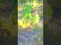 “Whitetail Deer Hunting in the Woods | Perfect Morning Hunt”#DeerHunting #Whitetail #HuntingSeason