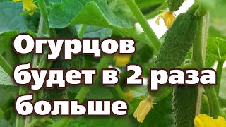 ВЫРАЩИВАЙТЕ ОГУРЦЫ ТАК, УРОЖАЙ БУДЕТЕ СОБИРАТЬ ВЁДРАМИ