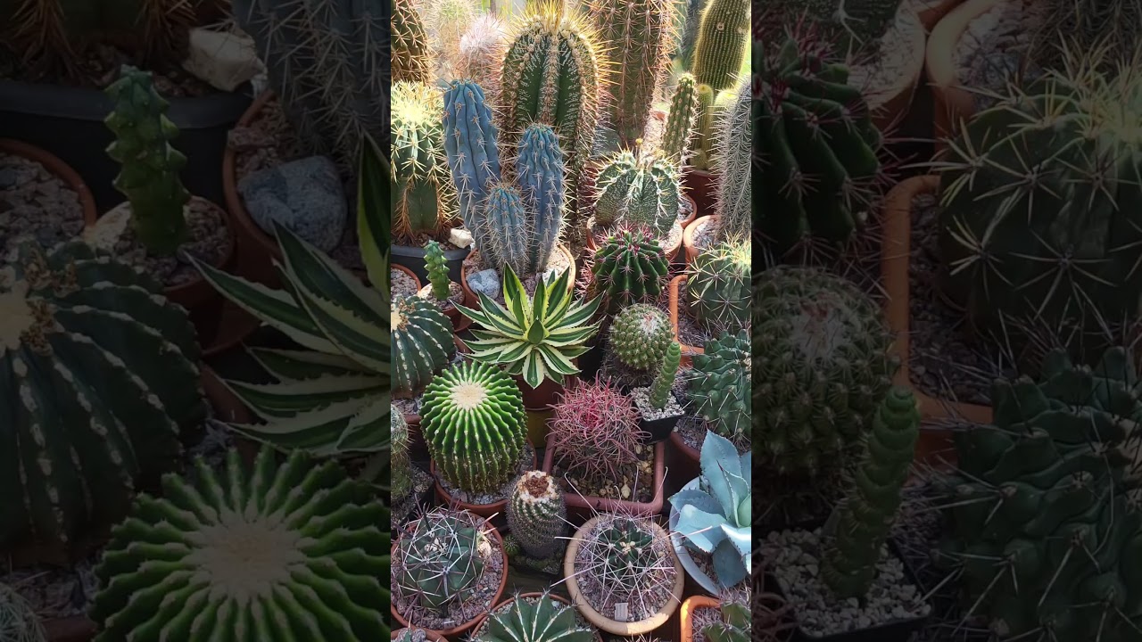 My AUGUST CACTI & OTHER SUCCULENT PLANTS COLLECTION, PREVIEW - Part 1/2  #shorts #cactus #succulents - YouTube