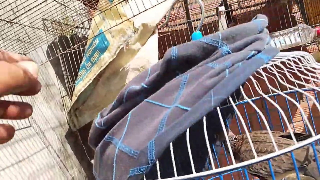 Mùng 2 tết cho mấy chú bôi nôi phơi nắng cả nhà ơi 