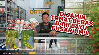 REKOMENDASI PRODUK PENCEGAH LAYU FUSARIUM  | TOMAT BEBAS LAYU FUSARIUM!#layufusarium #trichoderma