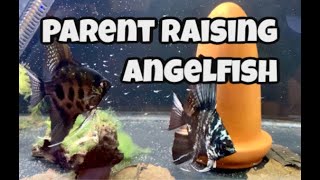 Parent Raising Angelfish Fry  Pinoy and Blue Marble Angelfish Spawn and Care for Babies