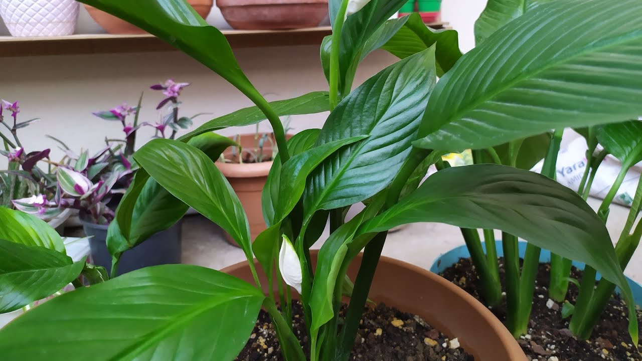 barış çiçeği nasıl sağlıklı ve hızlı çiçek açar 😍