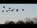 Dance of the Geese (Tchaikovsky - Dance of the Little Swans)