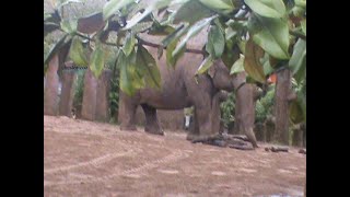 chester zoo