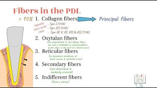 Fibers of Periodontal Ligament & Gingiva by Doctoropsy 39,351 views 2 years ago 7 minutes, 23 seconds