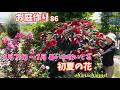 【庭作り 86】6月下旬~7月、暑い中咲いてる初夏の花🌺アジサイ、コレオプシス、ルドベキア、フロックスなど