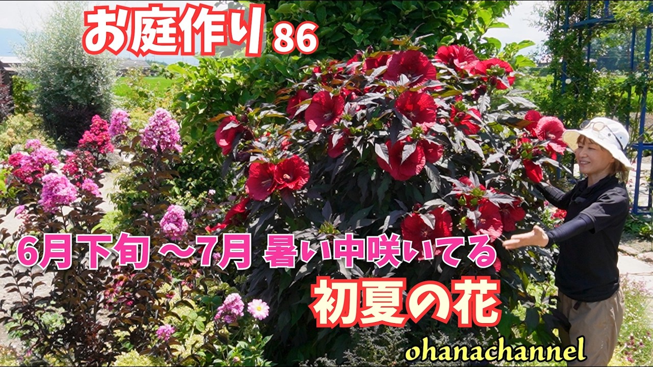 【庭作り 86】6月下旬~7月、暑い中咲いてる初夏の花🌺アジサイ、コレオプシス、ルドベキア、フロックスなど