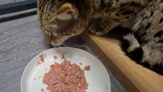 The f1 Savannah cats are having a grumpy day 😅 Growling #savannahcats #f1savannah by LovelySavannah Cats & Nebulosa Bengals 52 views 2 months ago 1 minute, 54 seconds