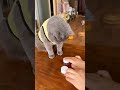 Get magic￼ 🤯😳￼ #catvideos #cat #cartoon #dudidudidamdam