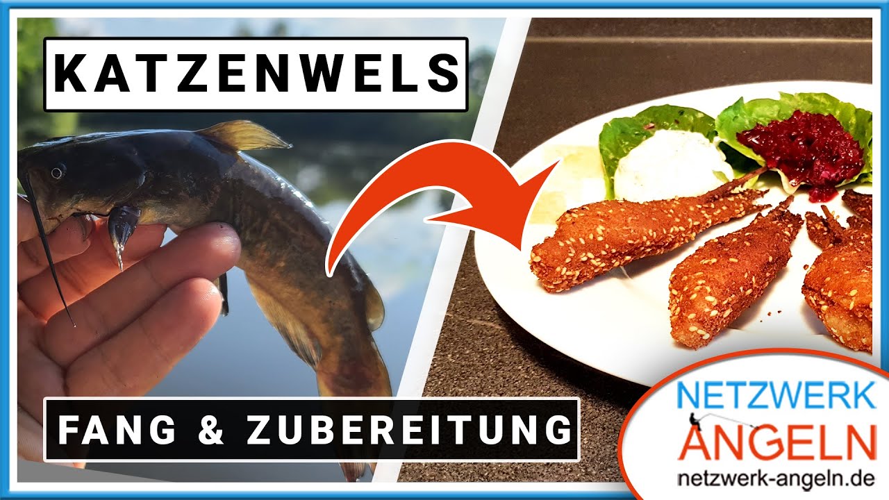 Invasive Katzenwelse: Wie man Zwergwelse fängt und lecker zubereitet!