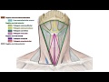 E2 | Topografía de cuello | Anatomía 2 | FMed UBA