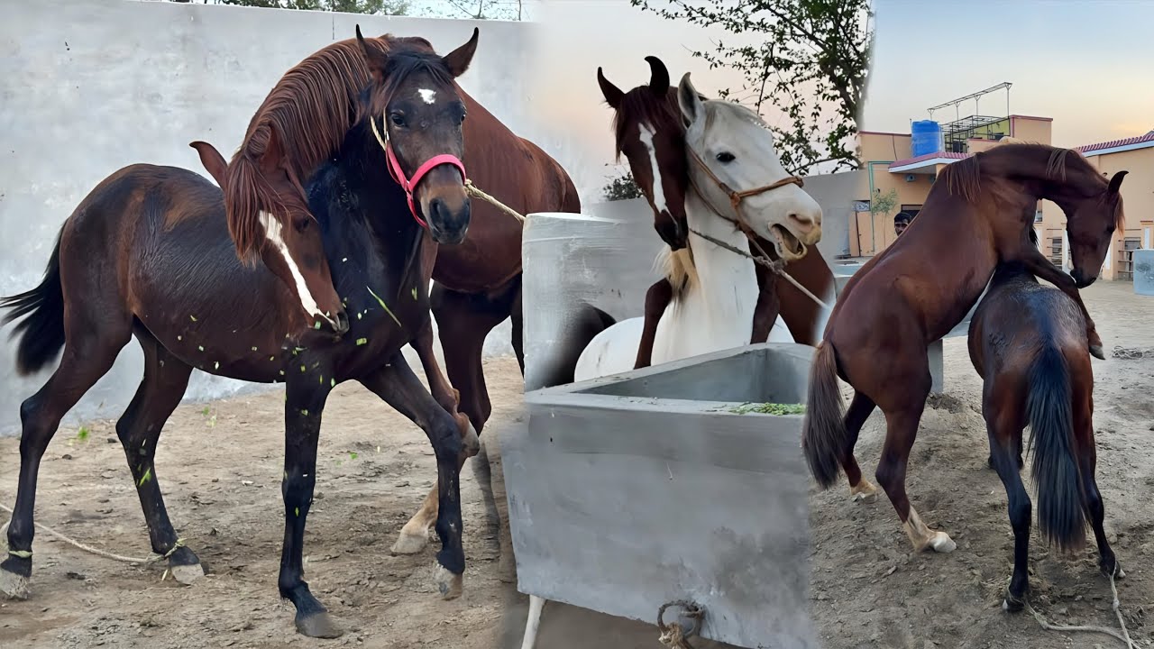 Shehnshah Ghoda Out of Control! 😲 | Horses Fun & Masti at Farm