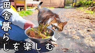It's the season to enjoy country life/Living with dogs and cats by 犬と猫と小さな家   Country Life in Hokkaido 3,560 views 2 weeks ago 10 minutes, 33 seconds