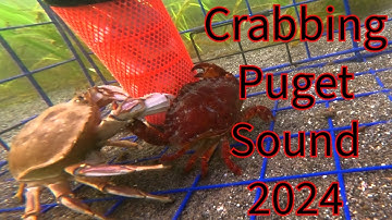 Crabbing Puget Sound 2024 crab pot vs crab pot