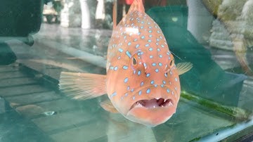 Ngắm Cá Nghe Nhạc Thư Giãn/Fish Watching Listening To Music Relaxing