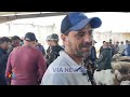 سوق الفحص علوش الستة شهور سومو 950 دينار