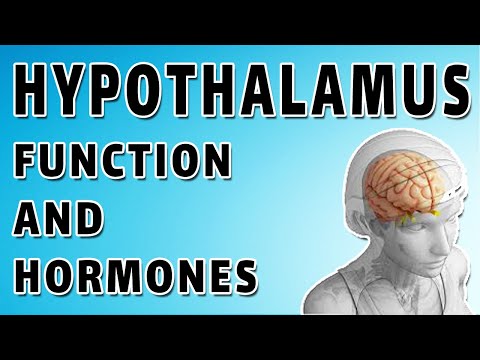 Video: Proč je hypotalamus důležitý?