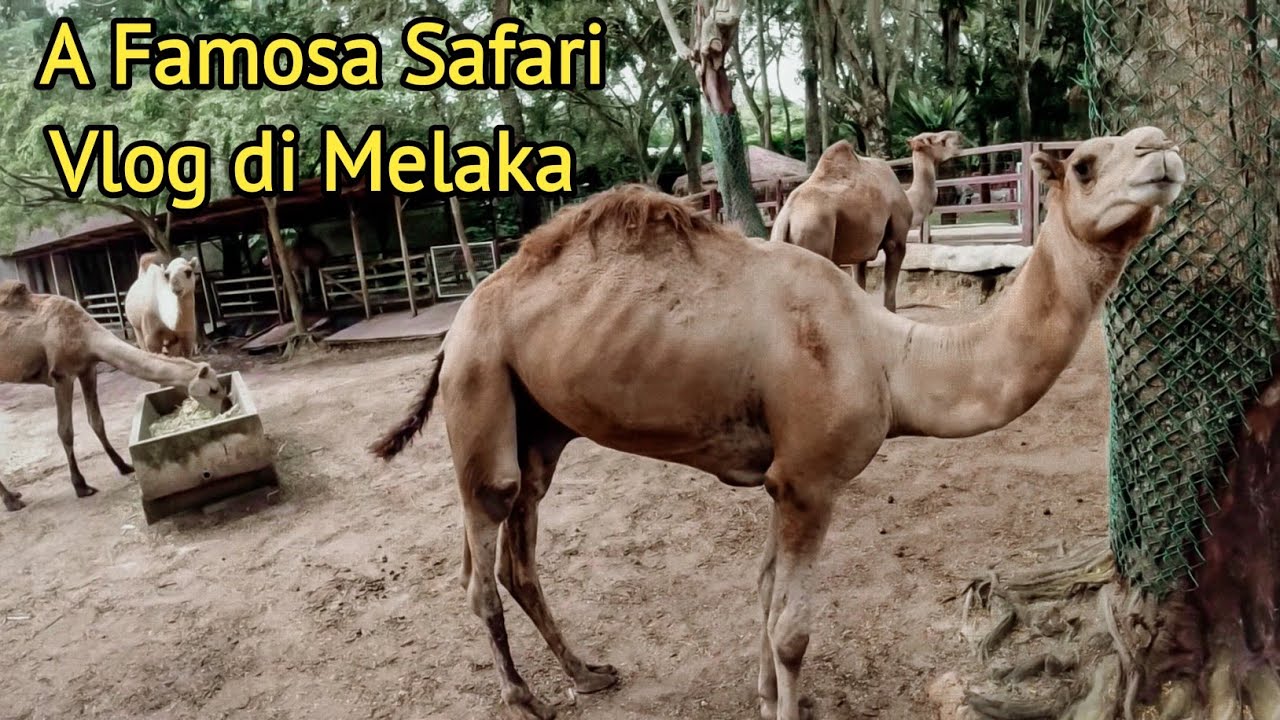 zoo melaka vs a famosa safari