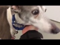 Nervous little dog reunited with his owner