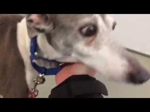 nervous-little-dog-reunited-with-his-owner