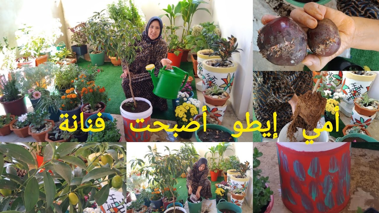 نباتات أمي  إيطو حولتها للفنانة  👩‍🎨غرسنا الباربا أو الشمندر🌹لاترمو مخالفات الخضر