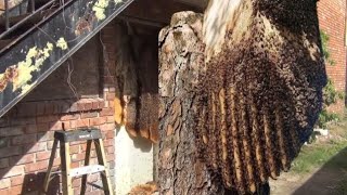 Massive Bee Hive Removed Alive!