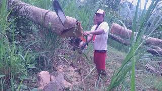 through the elephant grass!! This time felling of teak trees, Stihl MS 070