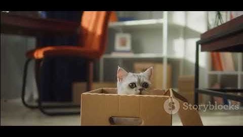 Quantum Realms: Unveiling the Universe