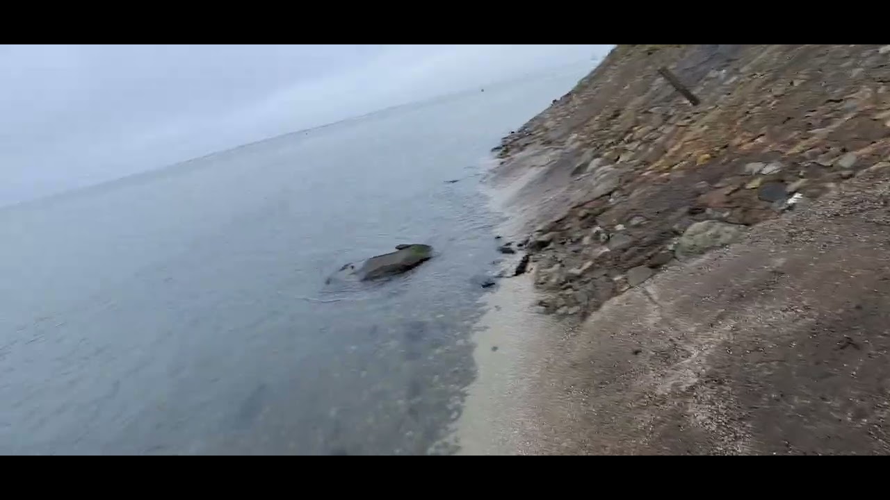 BAD SEA CURRENT 🌊 