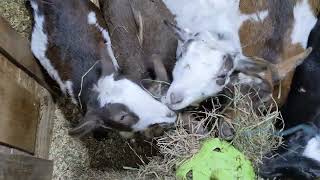 Download Lagu Hay Fun!😁🤣🐐❤️ MP3