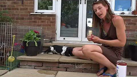 Teaching  puppies to lie down with Otis the spring...