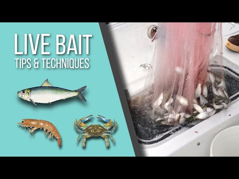 ვიდეო: შეუძლია თუ არა წითელ მუცელ ტრიტონს თევზთან ერთად ცხოვრება?