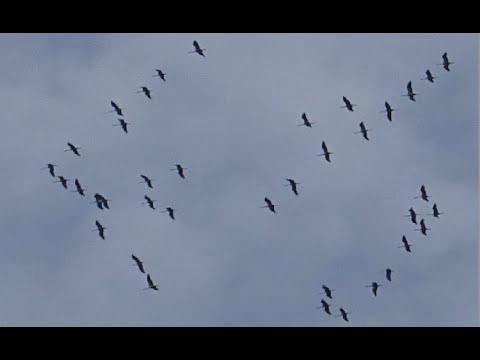 Vers 15h le dimanche 30 octobre 2022 les grues survolent enfin Bujaleuf en Haute Vienne
