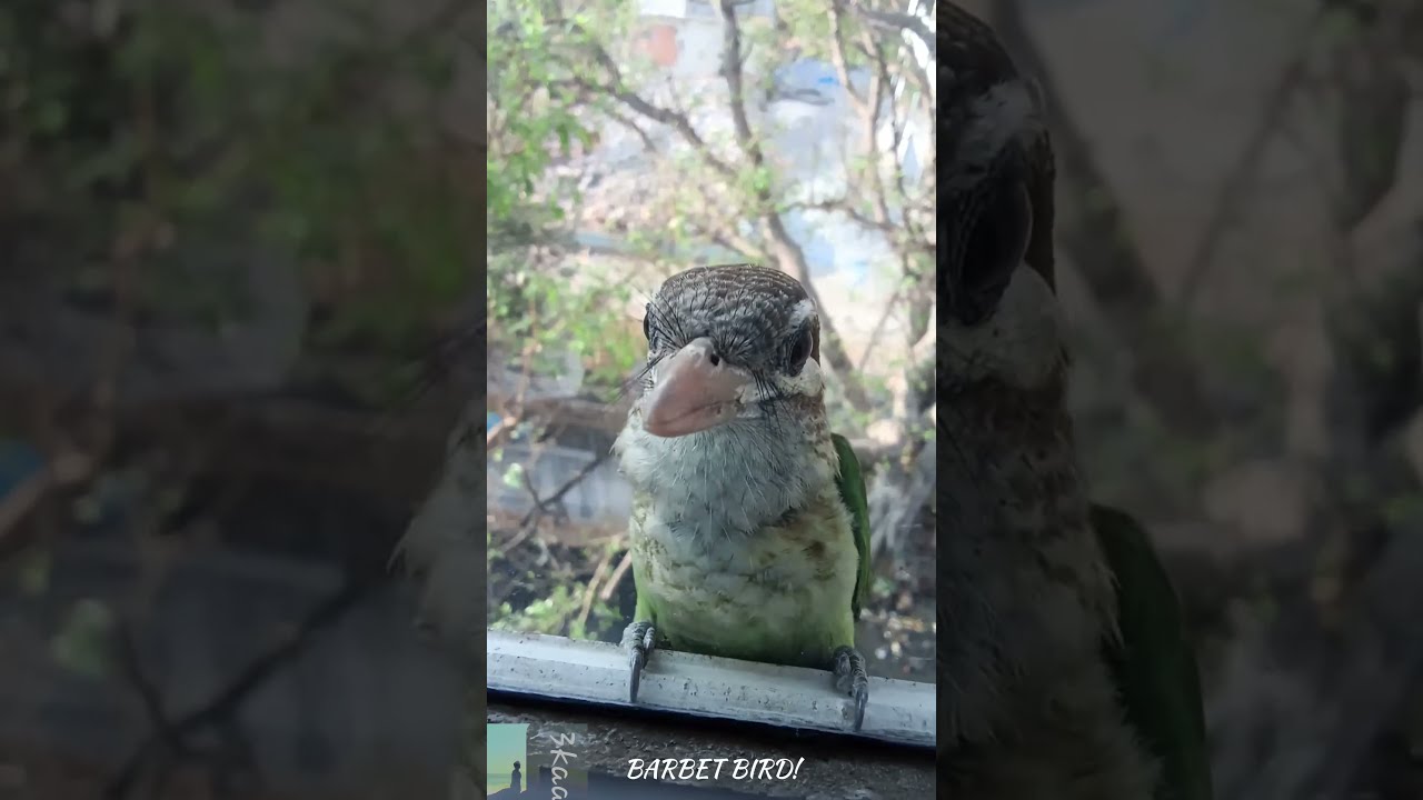 Desiring the Beauty of the Baby Barbet 
