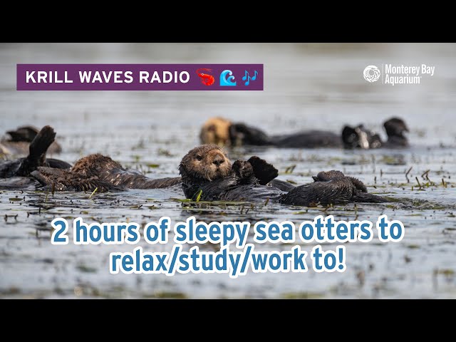 2 Hours of Sea Otters to Relax/Study | Lofi Hip Hop | Monterey Bay