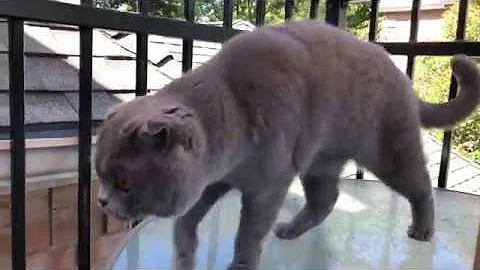 Video 11021501: scottish fold cat playing