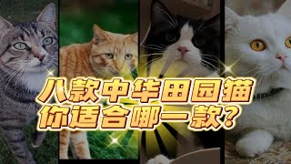 中华田园猫的八种毛色你适合哪一种各种毛色的猫有什么不同