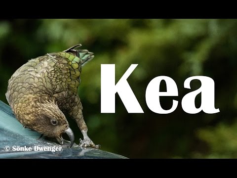 Kea – New Zealand’s cheeky, curious and fascinating mountain parrot Kea – New Zealand’s cheeky, curious and fascinating mountain parrot