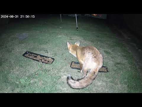 a Foxy Feast