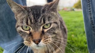 Cute Outdoor Cat (Tiger Lilly) by Tony Katz 241 views 2 weeks ago 1 minute, 10 seconds