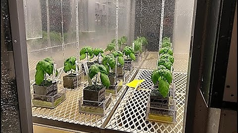 How crunchy is my leaf? Texture analysis with TA.XTplus equipment