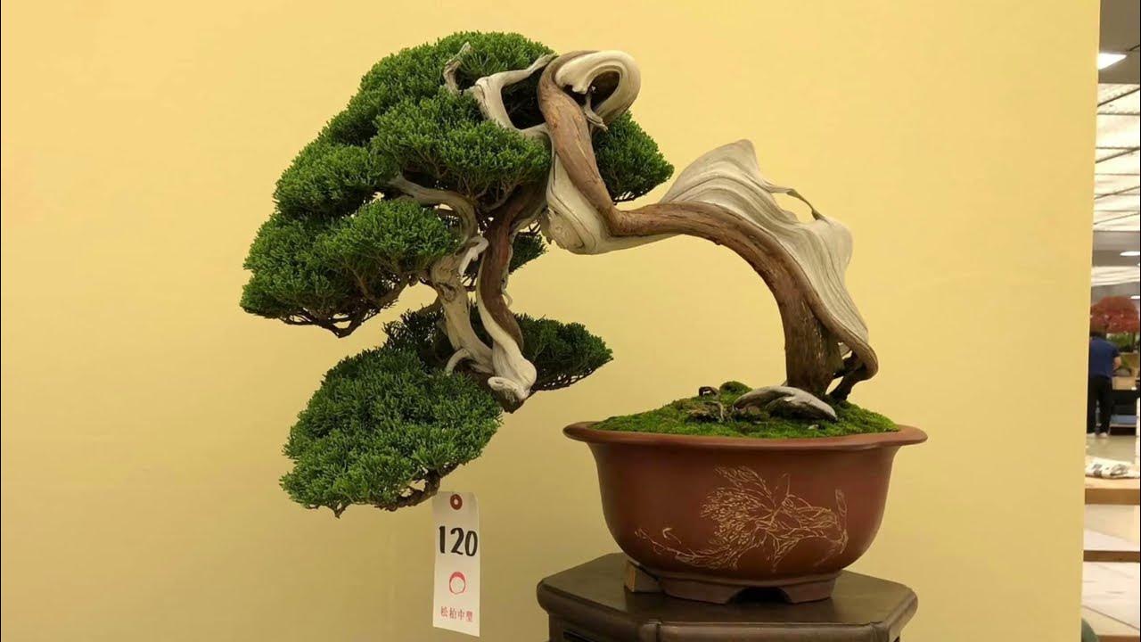 42nd Taikan ten Bonsai Show 2022 Kyoto Japan YouTube