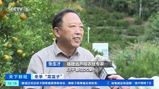 [天下财经]冬季“菜篮子” 福建永春：芦柑大量上市 热销海内外|CCTV财经