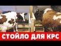 СТОЙЛО для КОРОВЫ и БЫКА. СОДЕРЖАНИЕ КРС