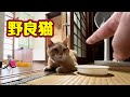 【野良猫】指 近づけてみた