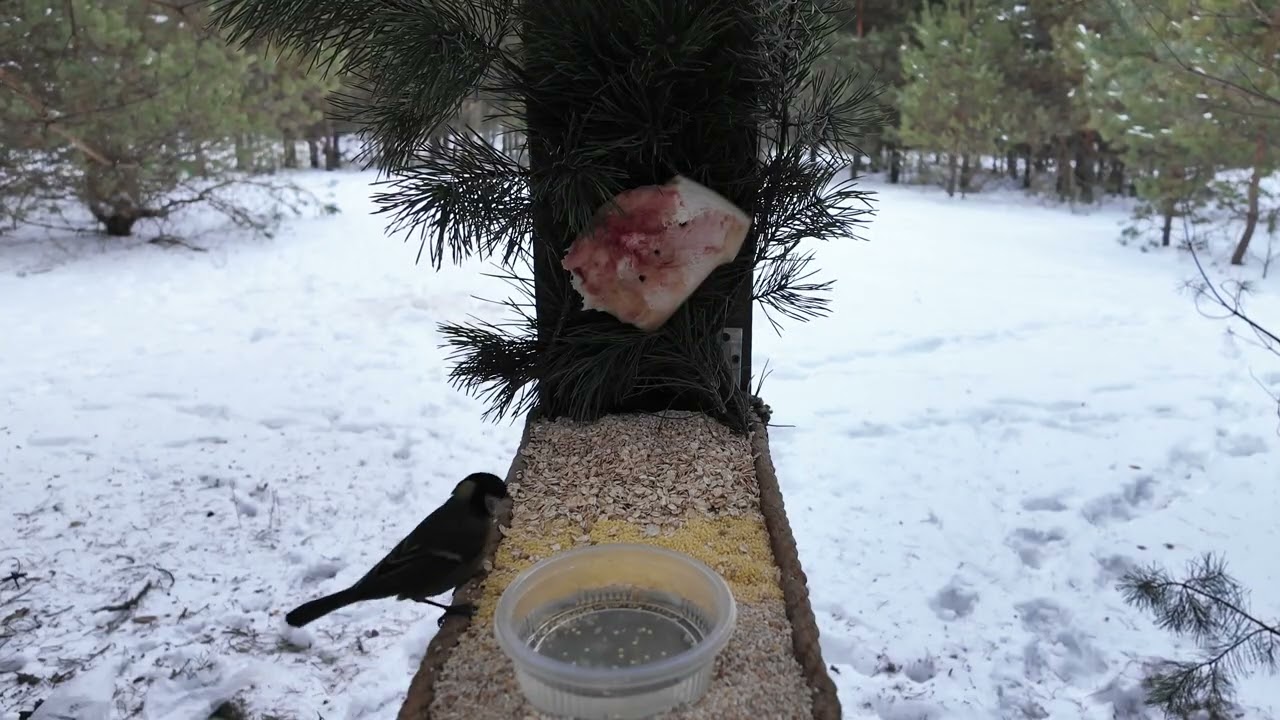 Дятел на нашій годівниці! Зимовий ліс і синички — рідкісні кадри з кормушки