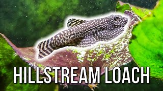 Hillstream Loaches – Best Oddball Algae Eater?