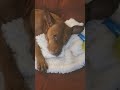 #dogs